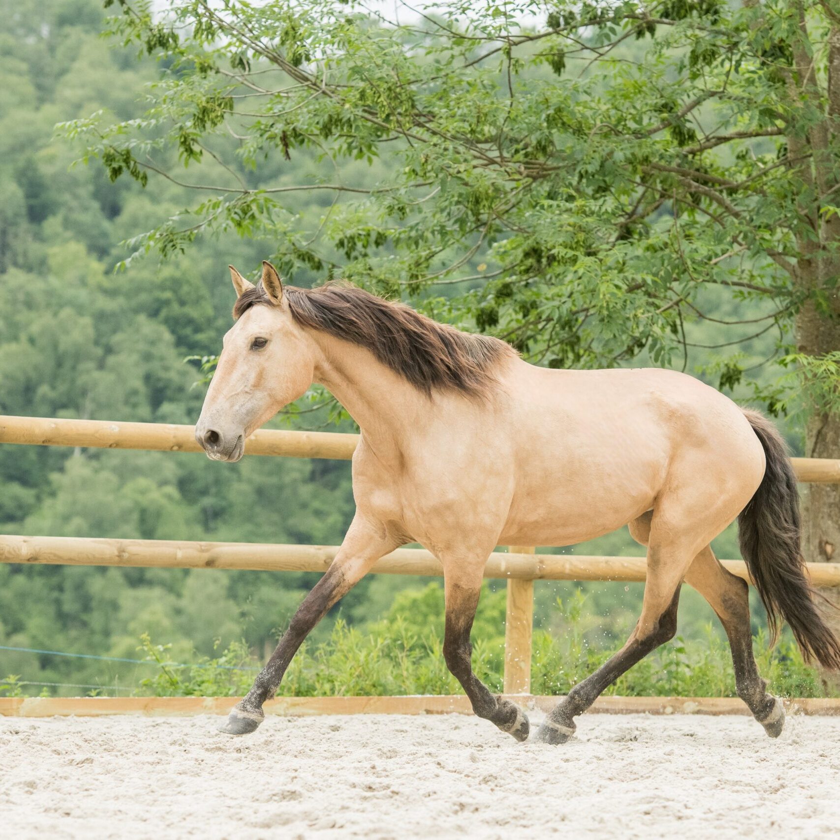 Très belle jument lusitanienne isabelle au trot dans les Hautes Pyrénées.