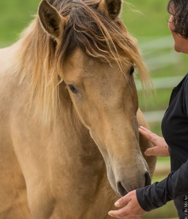 Complicite-etalon-hautes-pyrenees Etalon lusitanien vient chercher un contact doux et respectueux auprès d'une femme comportementaliste équin.