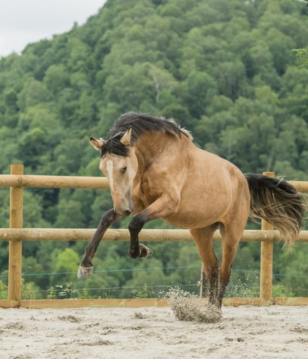 Comportement-poulain-hautes-pyrenees Expression du jeu d'un jeune entier lusitanien isabelle dans le Hautes Pyrénées.