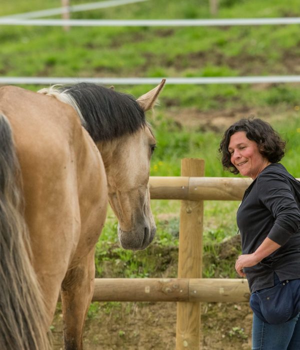 Relation-confiance-mutuelle-cheval Interaction amicale et respectueuse entre une femme et son jeune cheval au cours d'une séance de clicker training